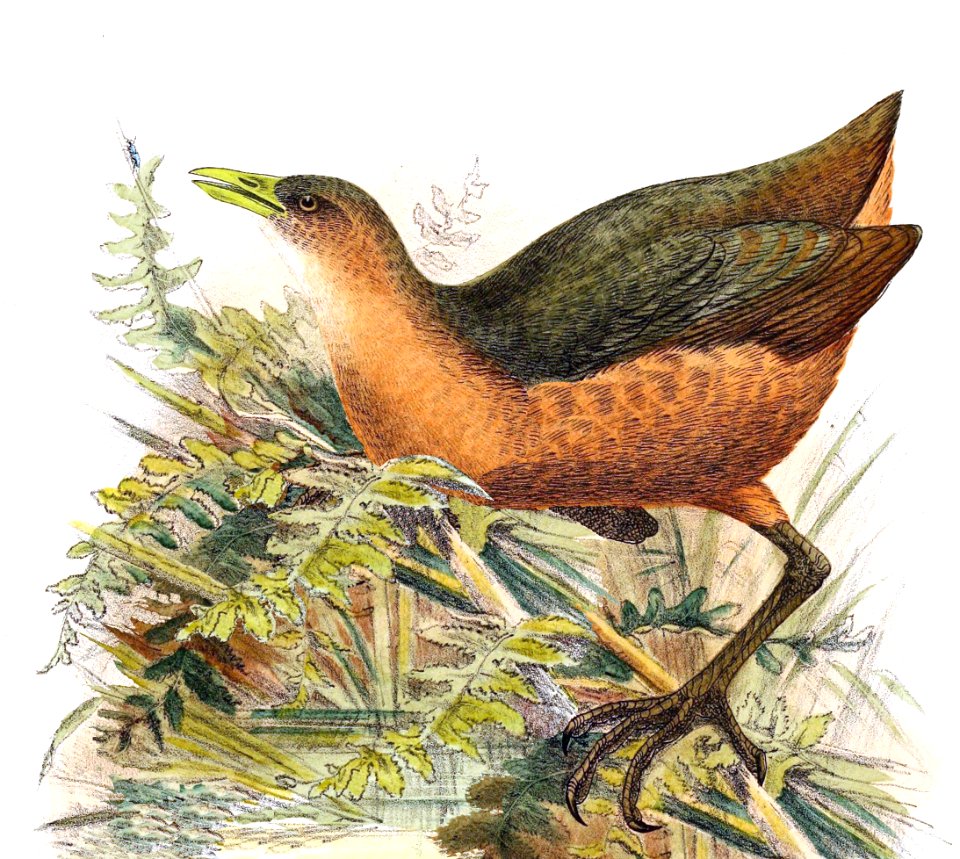 Amaurornis isabellina 1898 changed