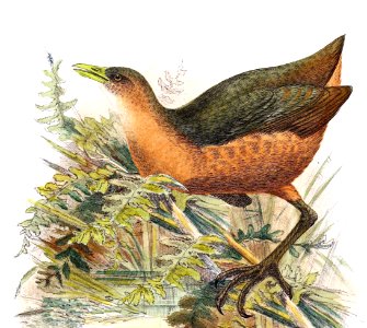 Amaurornis isabellina 1898 changed