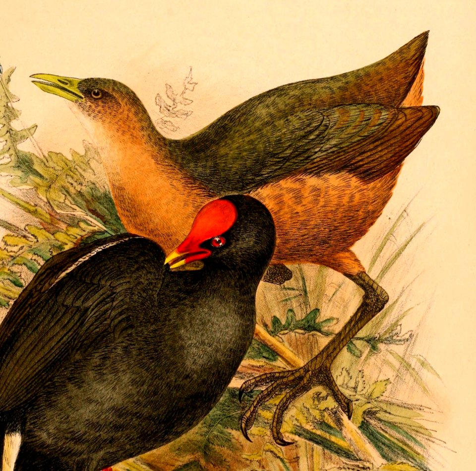 Amaurornis isabellina 1898