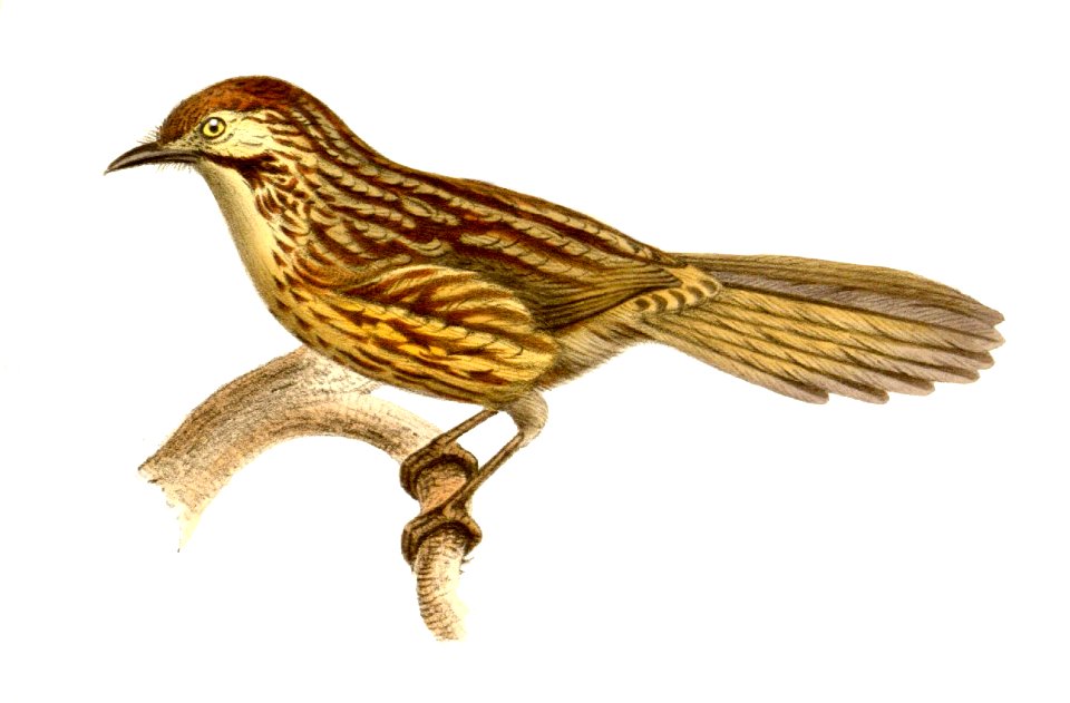 Babax lanceolatus