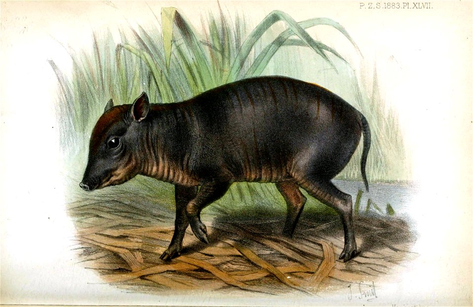 BabirussaSmit