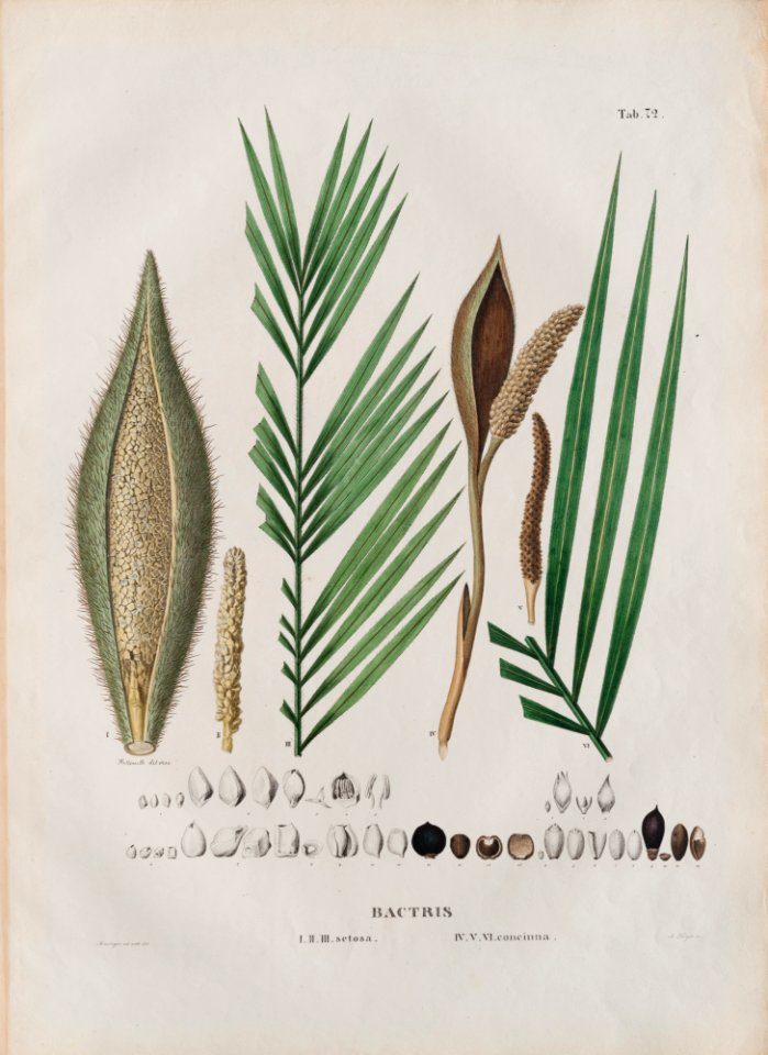 Bactris I II III setora. IV V VI concinna, da Coleção Brasiliana Iconográfica