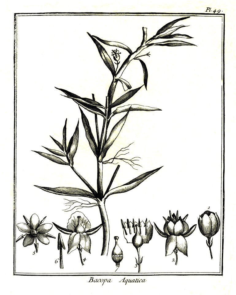 Bacopa aquatica Aublet 1775 pl 49
