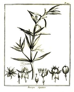 Bacopa aquatica Aublet 1775 pl 49
