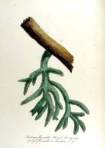 Badiaga fluviatilis — Flora Batava — Volume v12