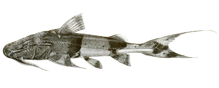 Bagarius yarrellii Mintern 115