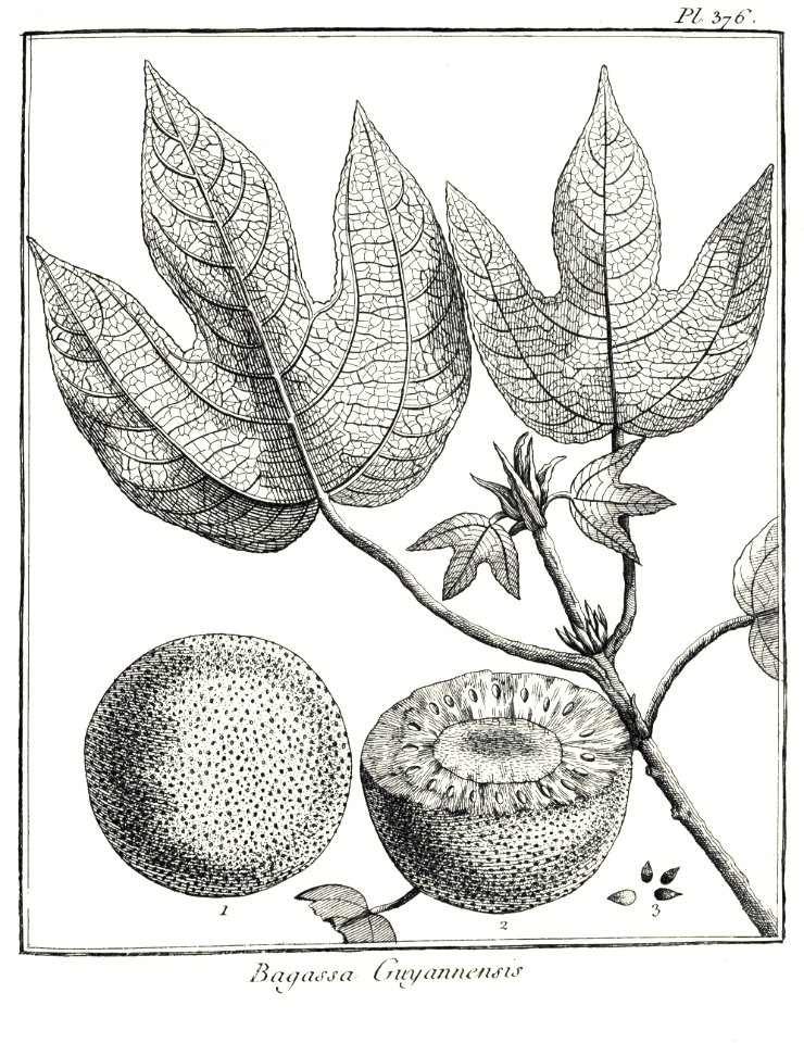 Bagassa guianensis Aublet 1775 pl 376