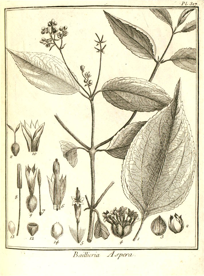 Baillieria aspera Aublet 1775 pl 317