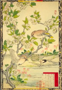Bairei kachō gafu, Spring 07, pear blossoms and Bohemian waxwings. Free illustration for personal and commercial use.
