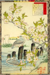 Bairei kachō gafu, Spring 08, cherry blossoms and gulls. Free illustration for personal and commercial use.
