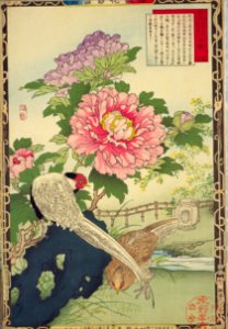 Bairei kachō gafu, Spring 11, peony and silver pheasants