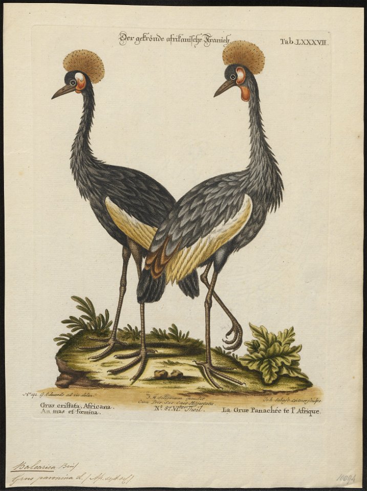 Balearica pavonina - 1700-1880 - Print - Iconographia Zoologica - Special Collections University of Amsterdam - UBA01 IZ17300129