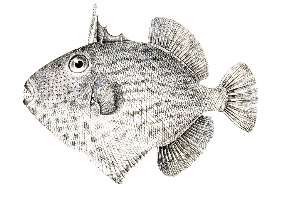 Balistes fuscus Achilles 178