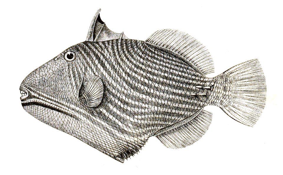 Balistes undulatus Achilles 177