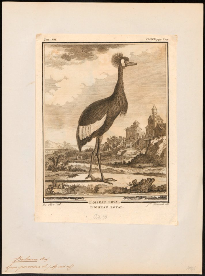 Balearica pavonina - 1700-1880 - Print - Iconographia Zoologica - Special Collections University of Amsterdam - UBA01 IZ17300137