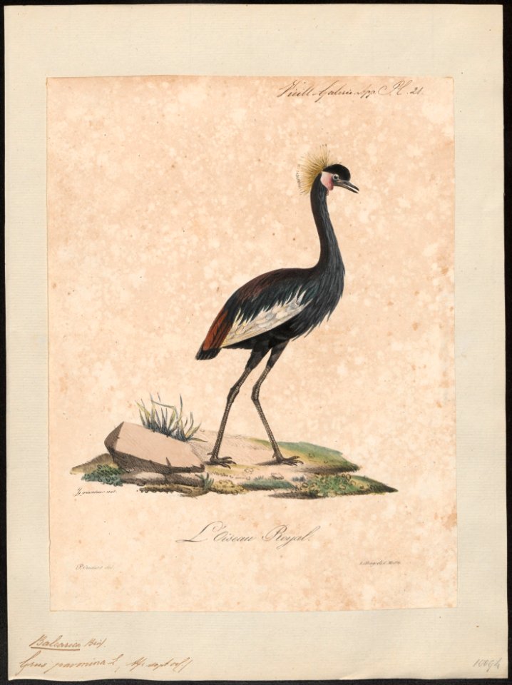 Balearica pavonina - 1825-1834 - Print - Iconographia Zoologica - Special Collections University of Amsterdam - UBA01 IZ17300133