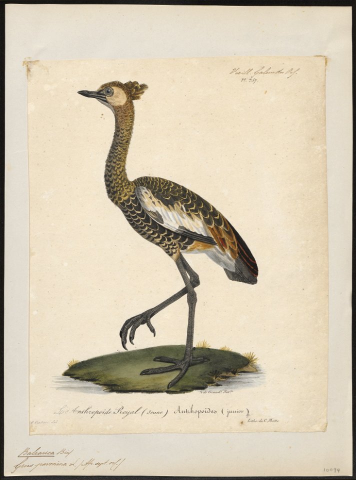 Balearica pavonina - 1825-1834 - Print - Iconographia Zoologica - Special Collections University of Amsterdam - UBA01 IZ17300135