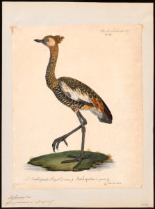 Balearica pavonina - 1825-1834 - Print - Iconographia Zoologica - Special Collections University of Amsterdam - UBA01 IZ17300135
