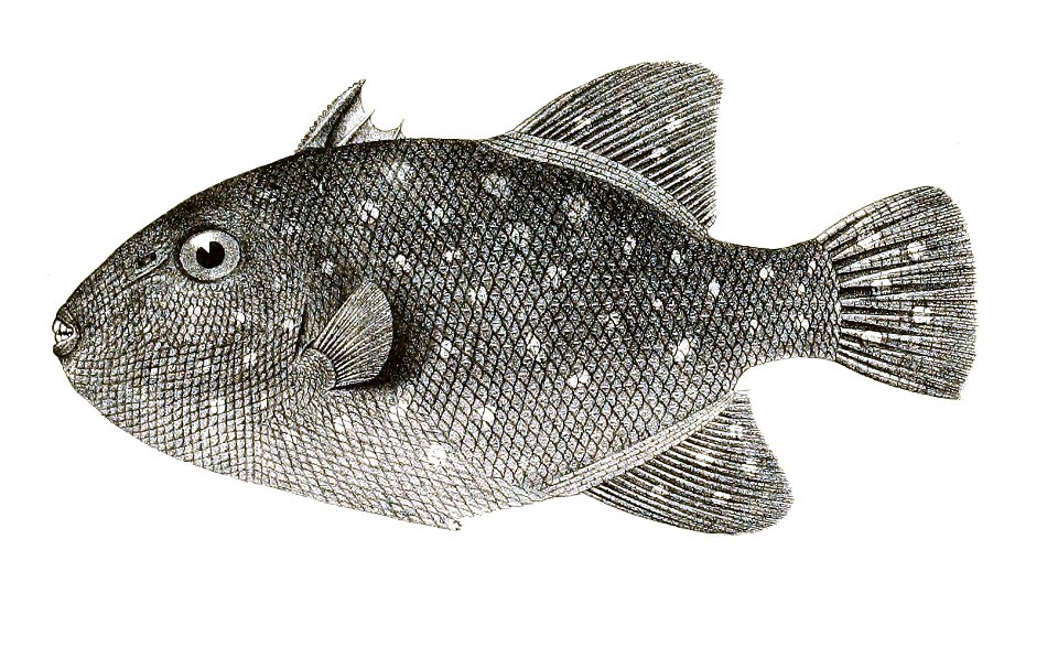 Balistes maculatus Day 175