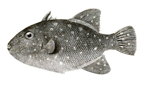 Balistes maculatus Day 175