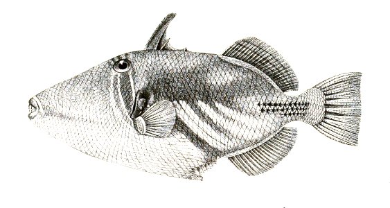 Balistes aculeatus Achilles 178
