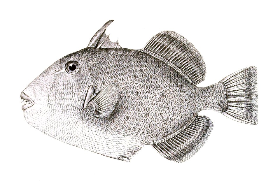 Balistes flavimarginatus Achilles 178