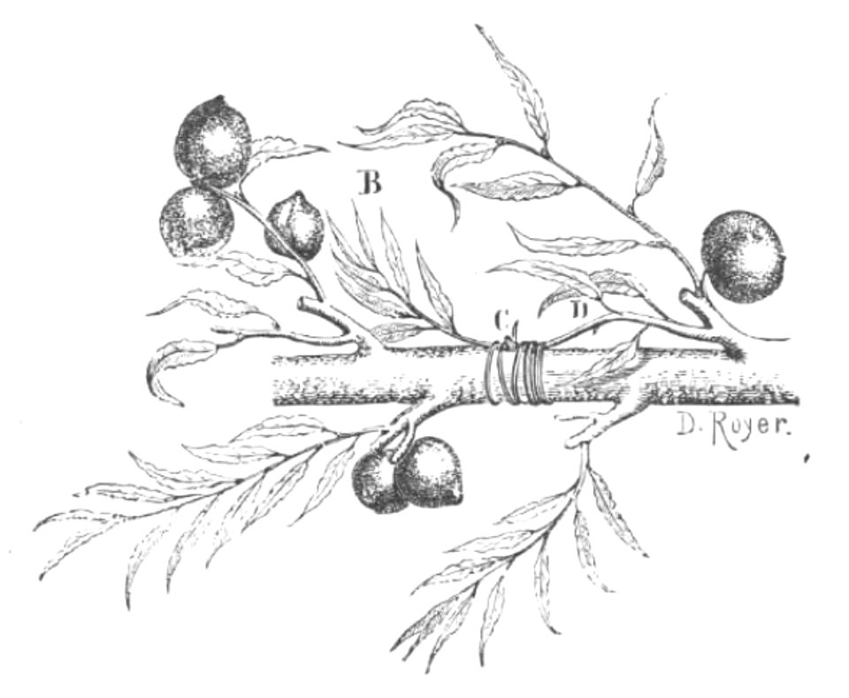 Baltet - L'art de greffer - fig149