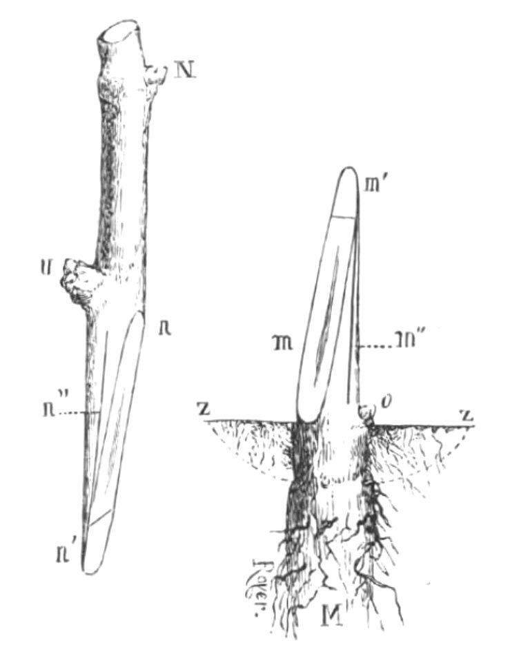 Baltet - L'art de greffer - fig175