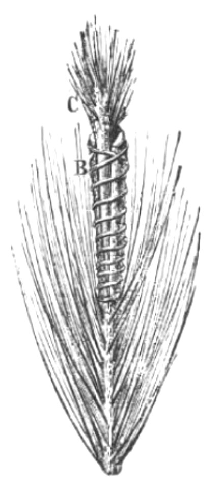 Baltet - L'art de greffer - fig75