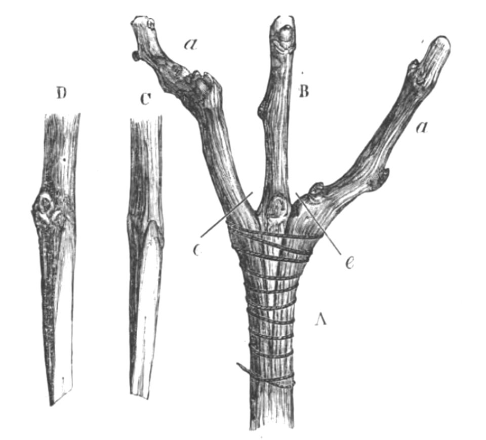 Baltet - L'art de greffer - fig79