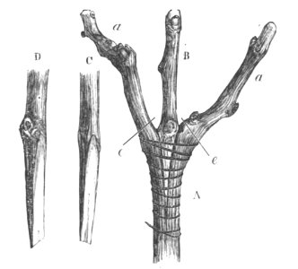 Baltet - L'art de greffer - fig79