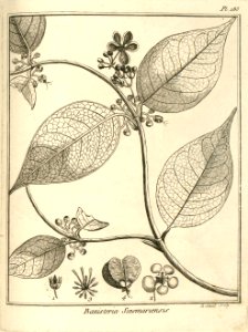 Banisteria sinemariensis Aublet 1775 pl 185