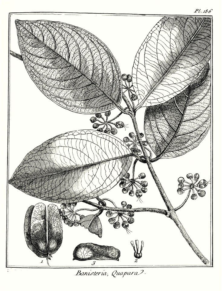 Banisteria quapara Aublet 1775 pl 186