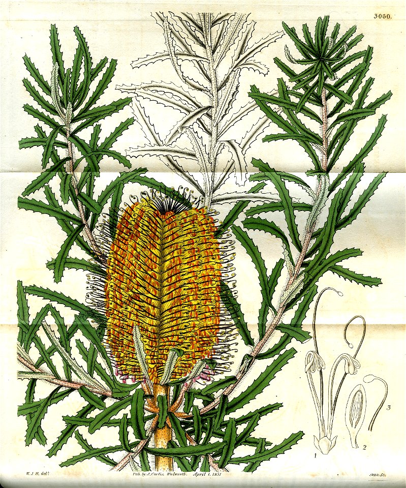 Banksia littoralis
