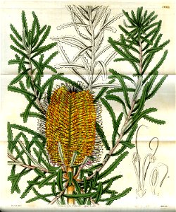 Banksia littoralis. Free illustration for personal and commercial use.