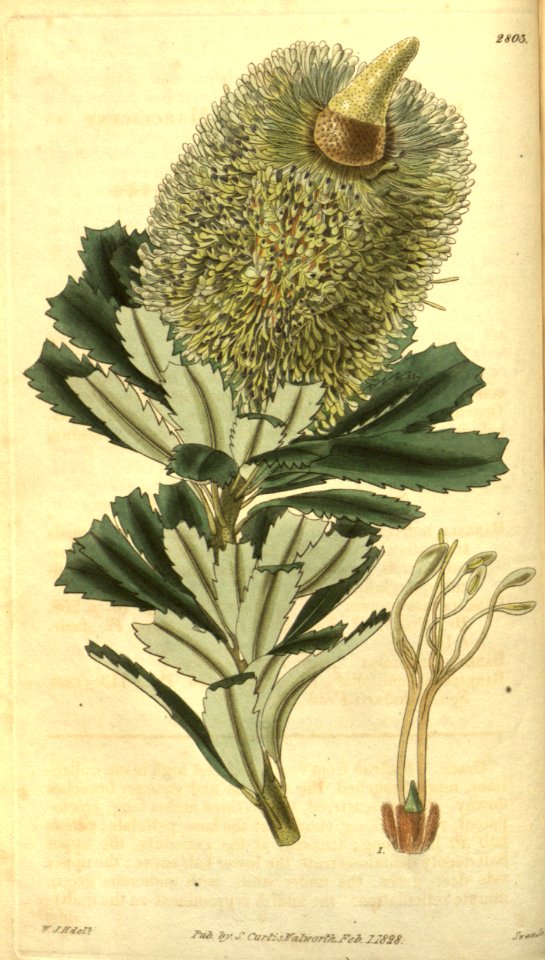 Banksia marcescens (Curtis's Botanical Magazine Plate 2803)