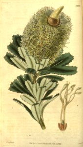 Banksia marcescens (Curtis's Botanical Magazine Plate 2803). Free illustration for personal and commercial use.