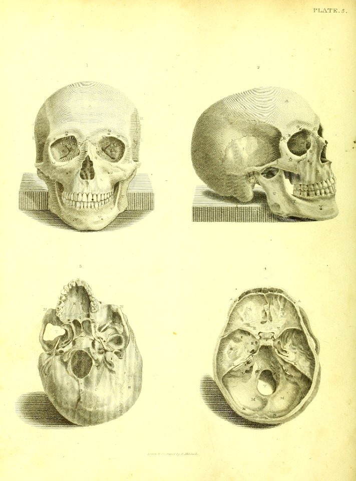Barclay Mitchell Skeletons 0030 Plate 05