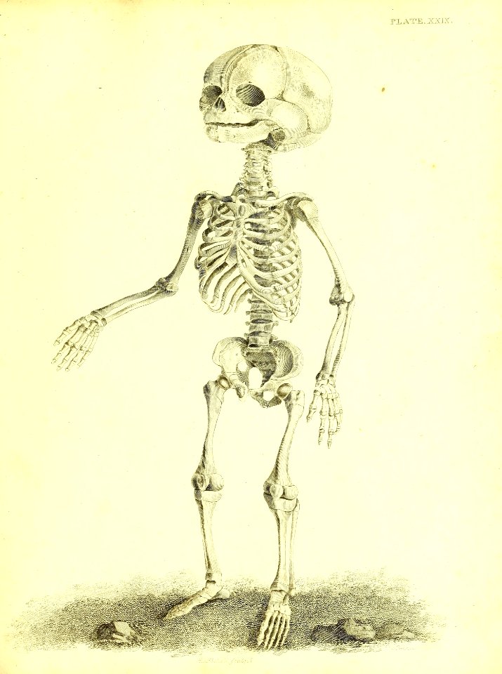 Barclay Mitchell Skeletons 0127 Plate 29