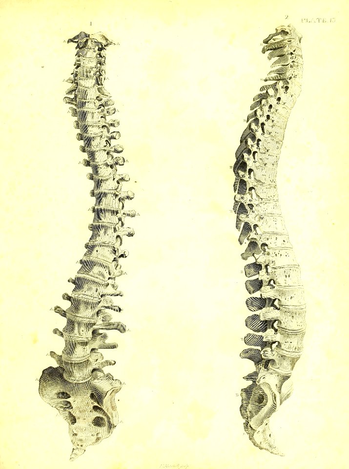 Barclay Mitchell Skeletons 0061 Plate 13
