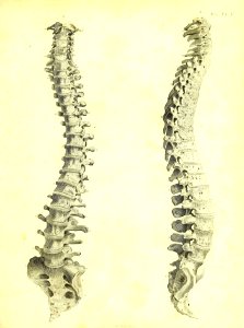 Barclay Mitchell Skeletons 0061 Plate 13