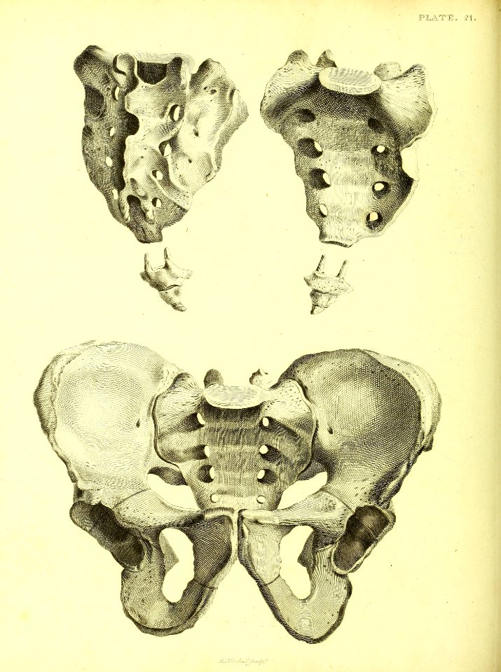 Barclay Mitchell Skeletons 0096 Plate 21
