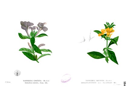 Barleria spp Blanco1.214. Free illustration for personal and commercial use.