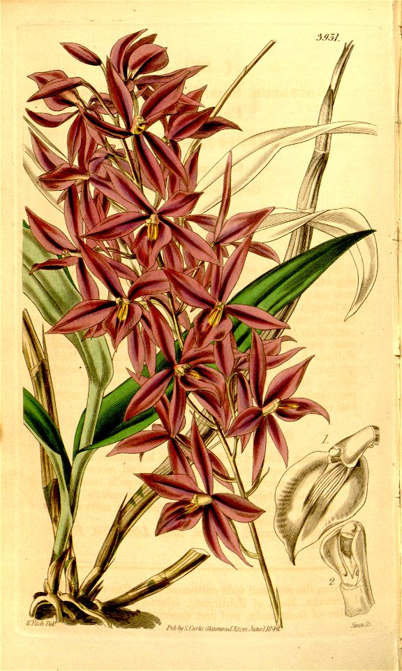 Barkeria skinneri (as Epidendrum skinneri) - Curtis' 68 (N.S. 15) pl. 3951 (1842)