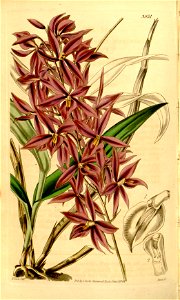 Barkeria skinneri (as Epidendrum skinneri) - Curtis' 68 (N.S. 15) pl. 3951 (1842). Free illustration for personal and commercial use.