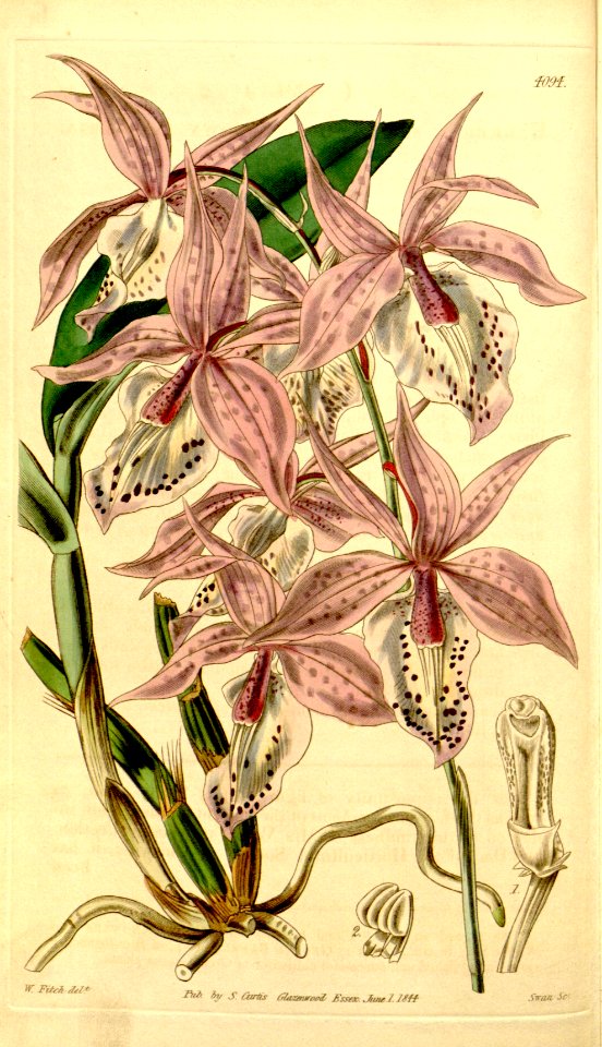 Barkeria spectabilis - Curtis' 70 (N.S. 17) pl. 4094 (1844)