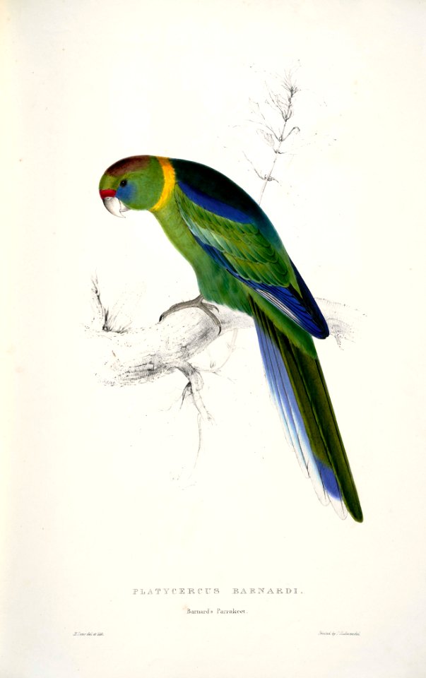 Barnardius zonarius -Platycercus barnardi Barnard's Parrakeet -by Edward Lear 1812-1888