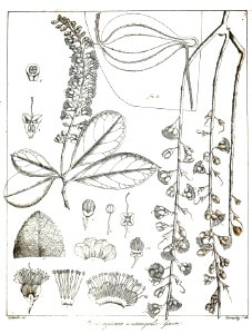 Barringtonia acutangula Govindoo