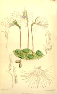 Bartholina burmanniana (as Bartholina pectinata) - Curtis' 121 (Ser. 3 no. 51) pl. 7450 (1895). Free illustration for personal and commercial use.