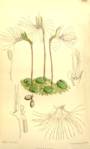 Bartholina burmanniana (as Bartholina pectinata) - Curtis' 121 (Ser. 3 no. 51) pl. 7450 (1895)